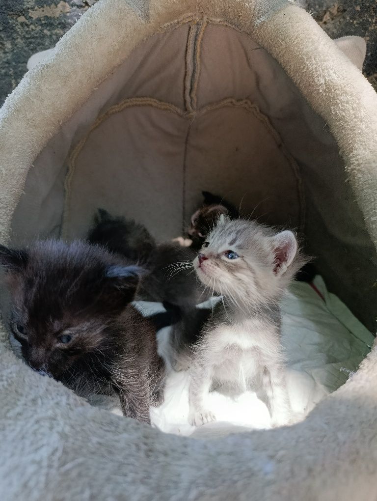 Котята в самые добрые любящие руки
