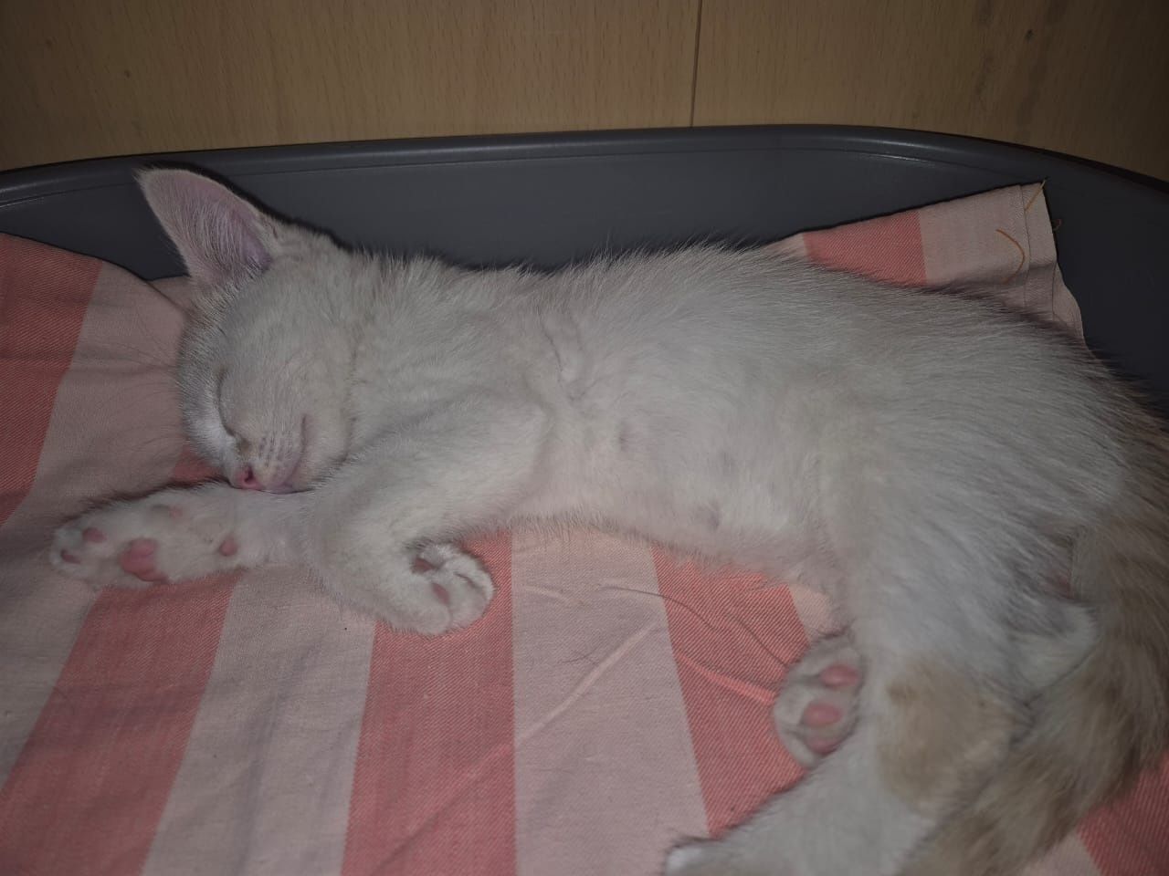 Отдаю поррдистого кота в хорошие руки