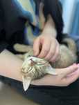 Котенок девочка 2 мес