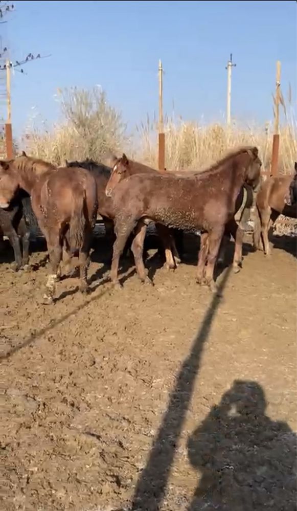 Жылқы еті, жіліктеп , туша , доставка Каспий Ред