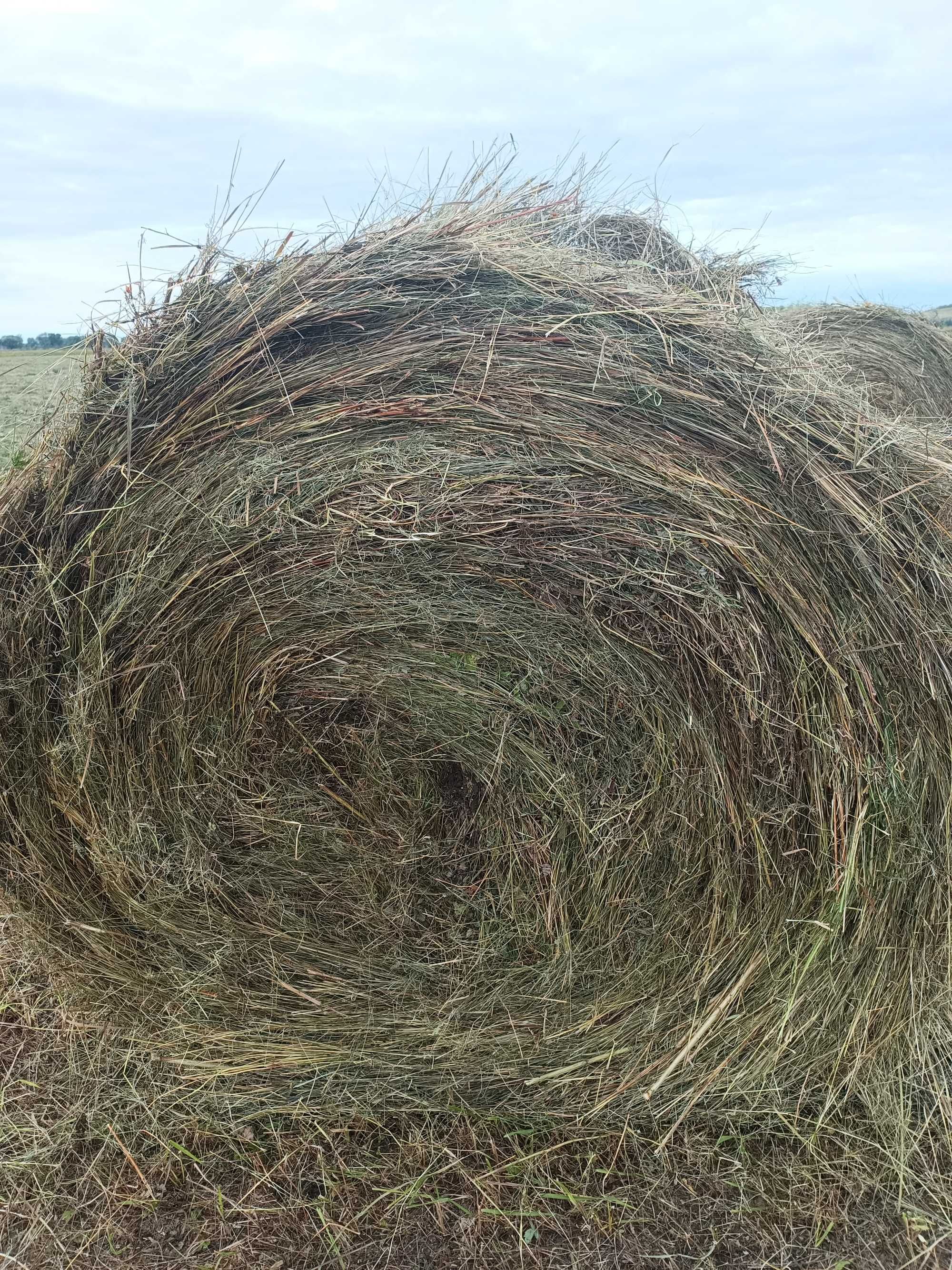 Продам сено в рулонах
