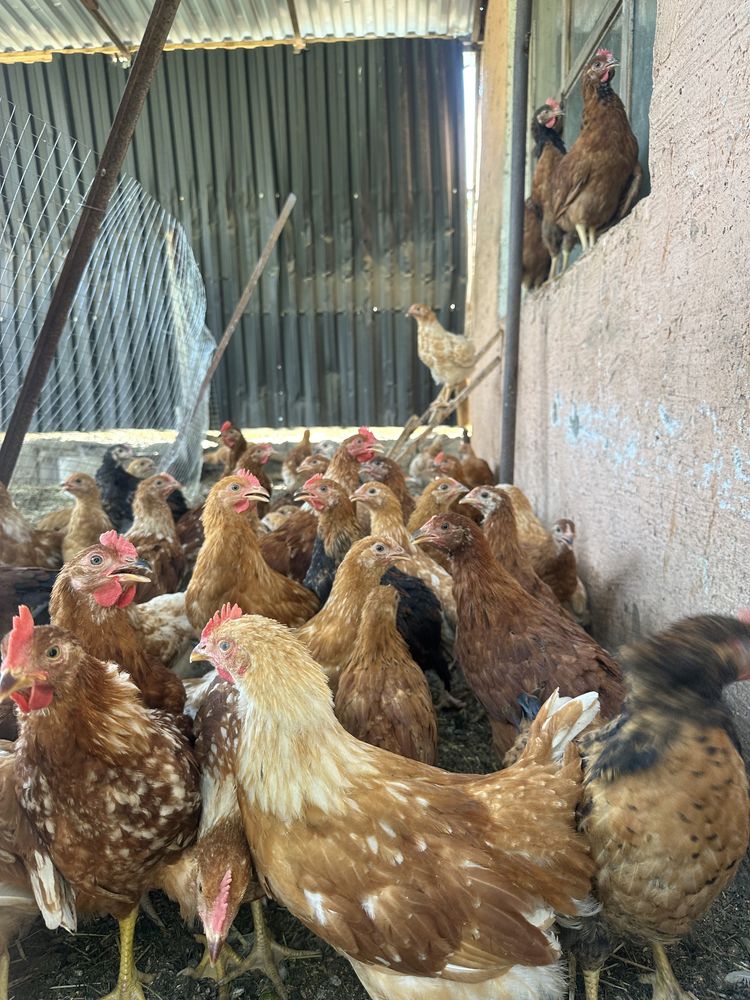 Продам цыплят. 3,5 месяца
