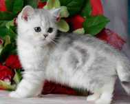 Британские котята окраса Шиншилла!
Ищете верного и ласкового друга? У