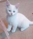 Бесплатно котёнок