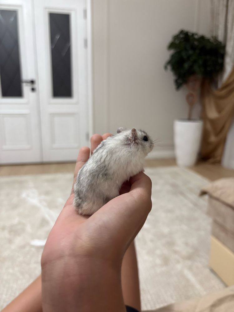 Джунгарский хомяк