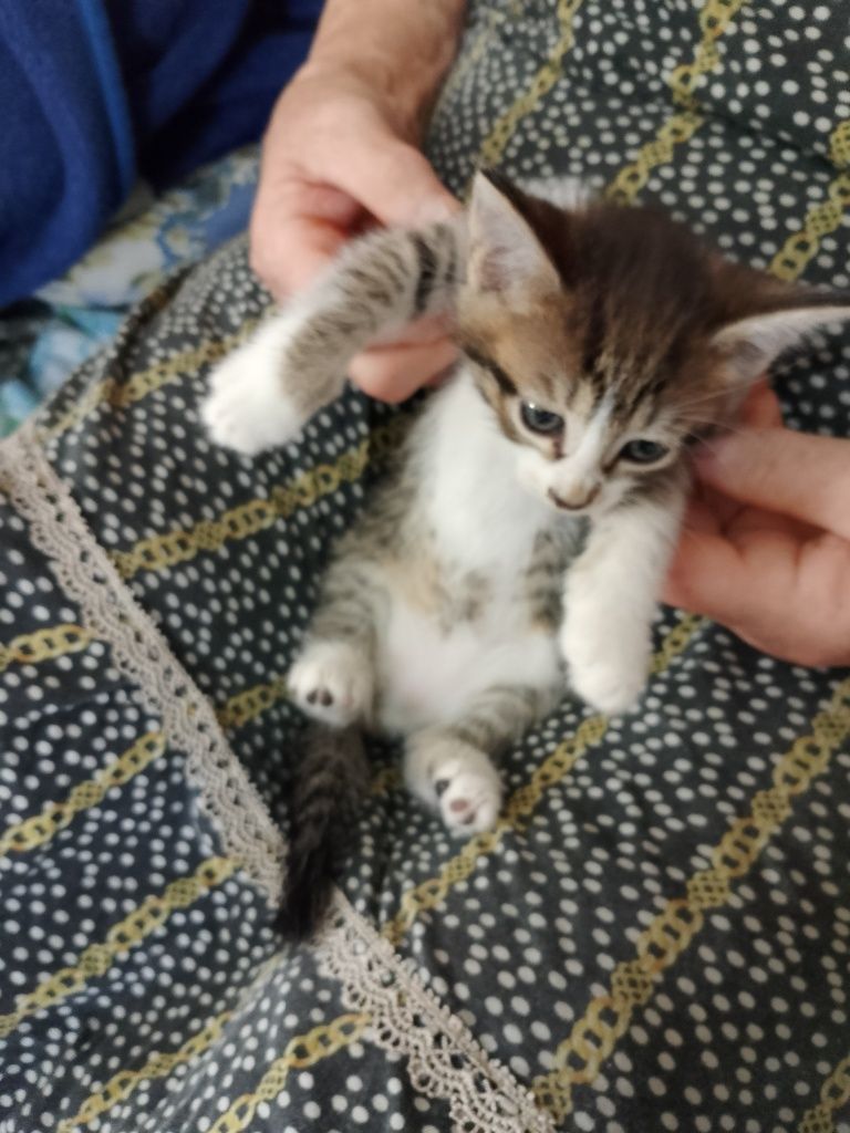 Отдам котят 3девочки 1мальчик
