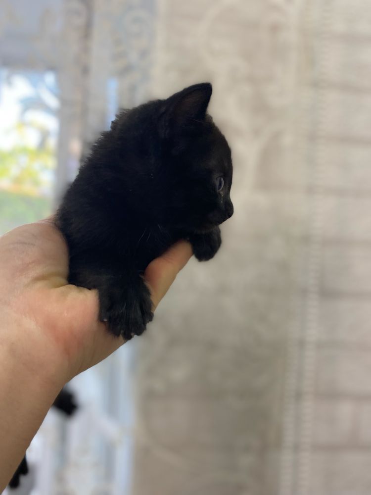 Котята  домашние Приучены к лотку