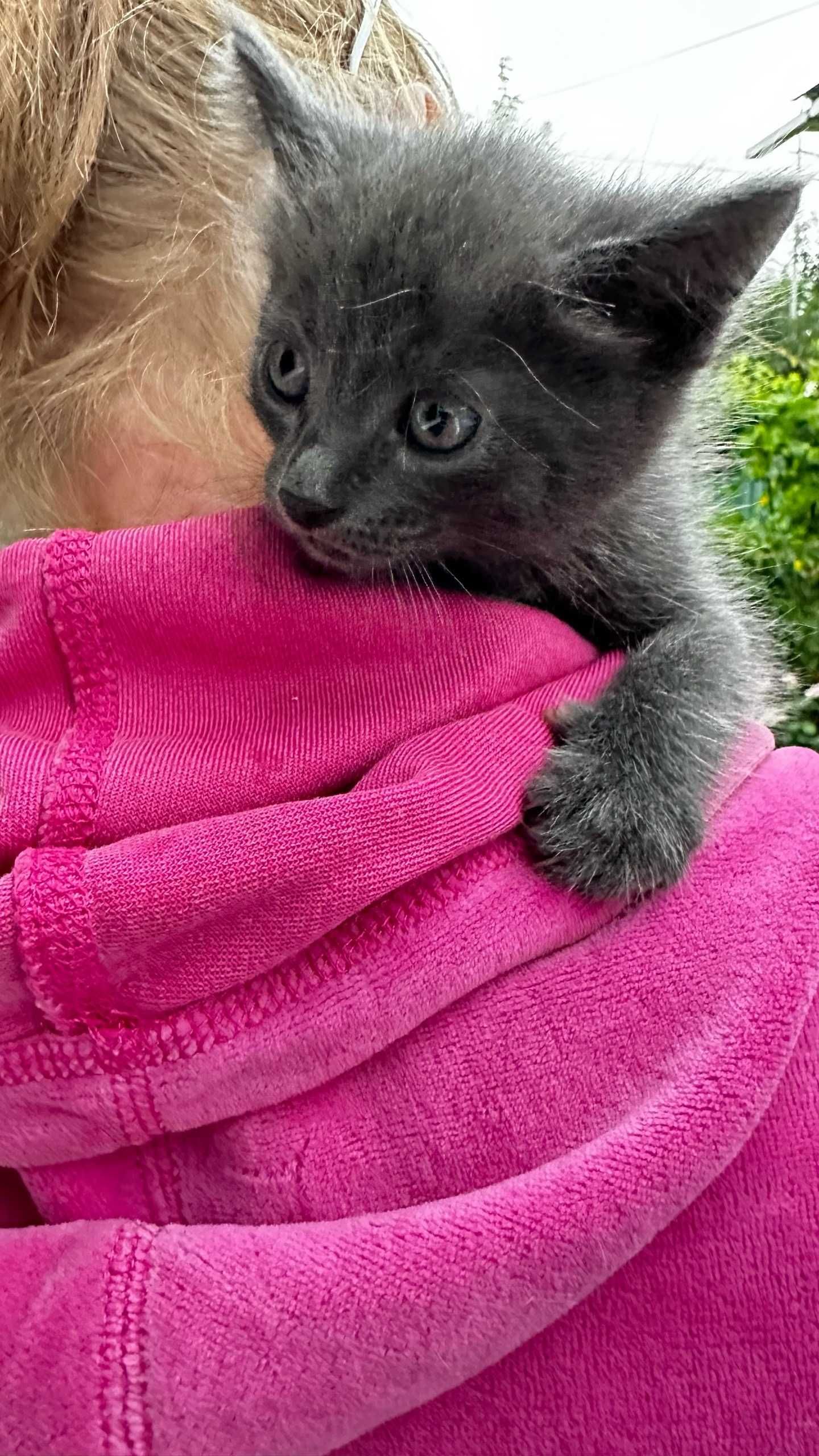 Отдам котят в добрые руки.