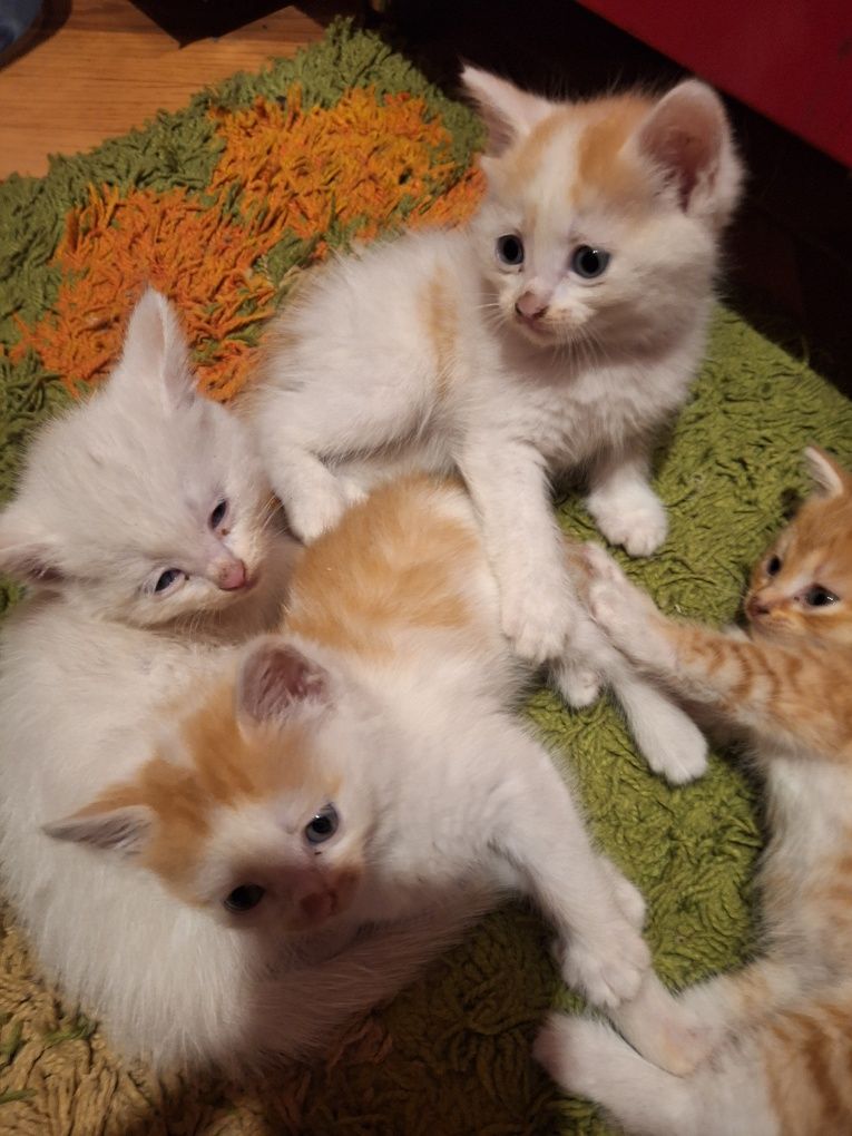 Отдам даром котят