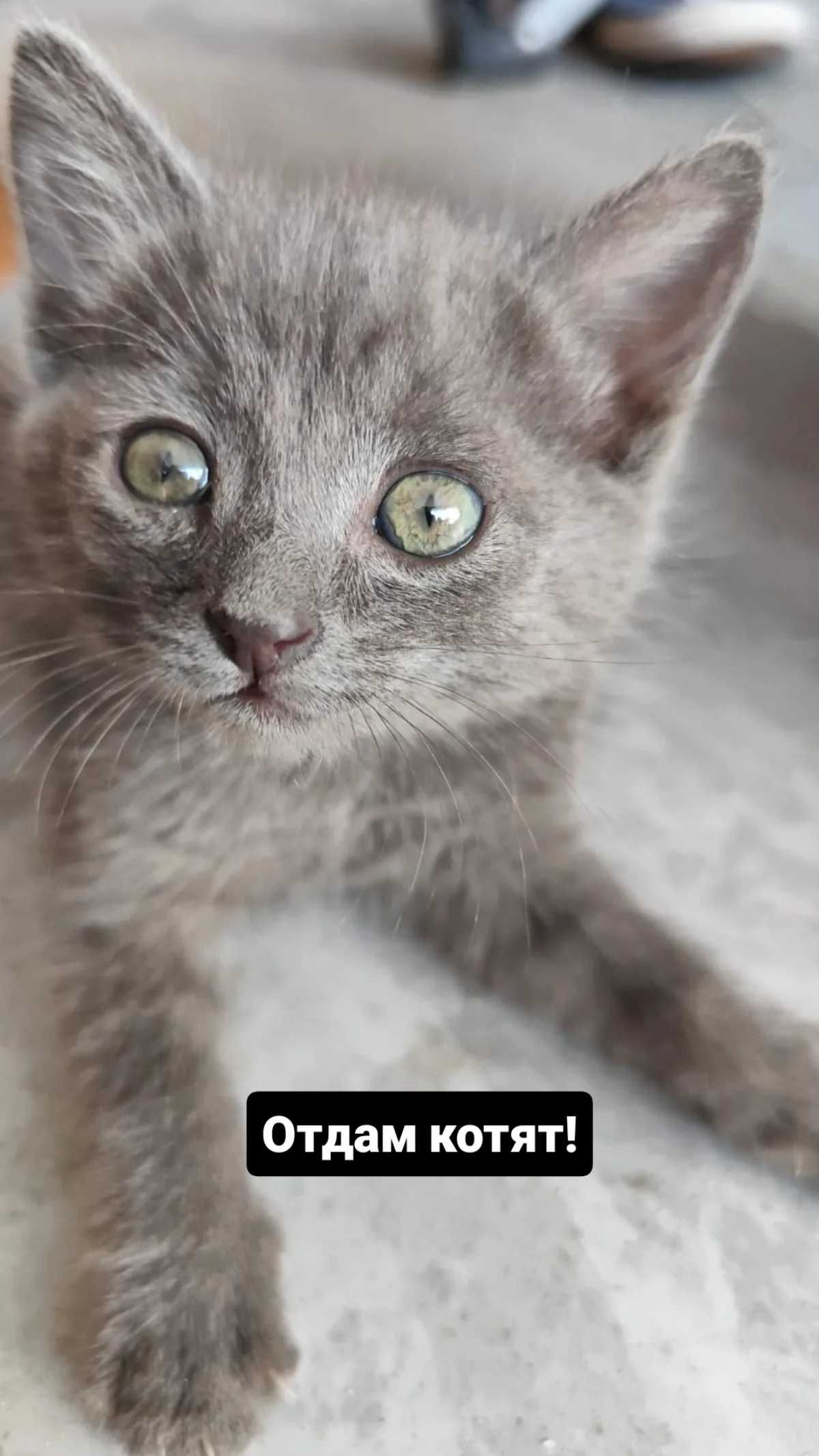Отдам котят в хорошие руки!