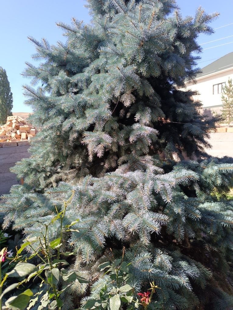 Продается голубая ель, нужно выкопать с участка