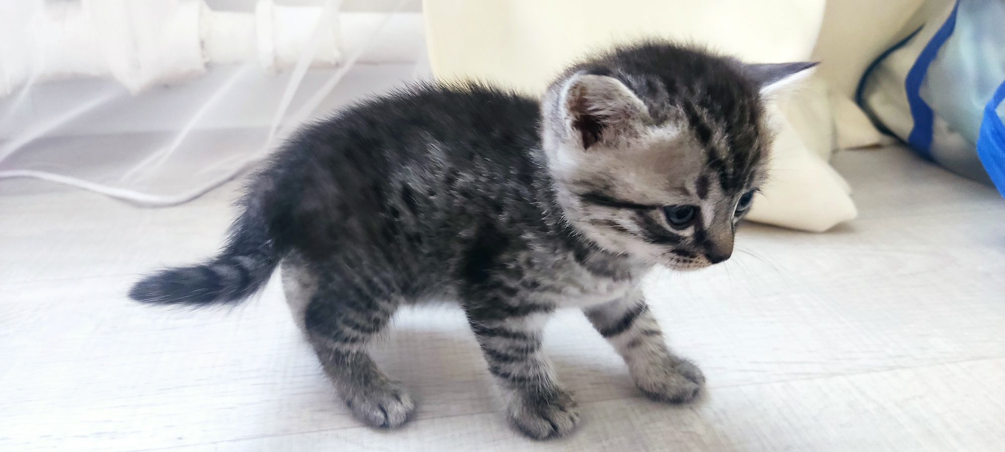 Котята скоттиш страйт