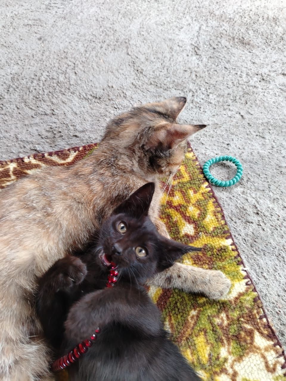 Отдам маму с котенком в добрые руки.