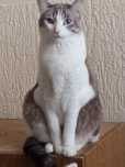 Супер большой кот Брюс