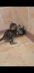 Бенгальские котята