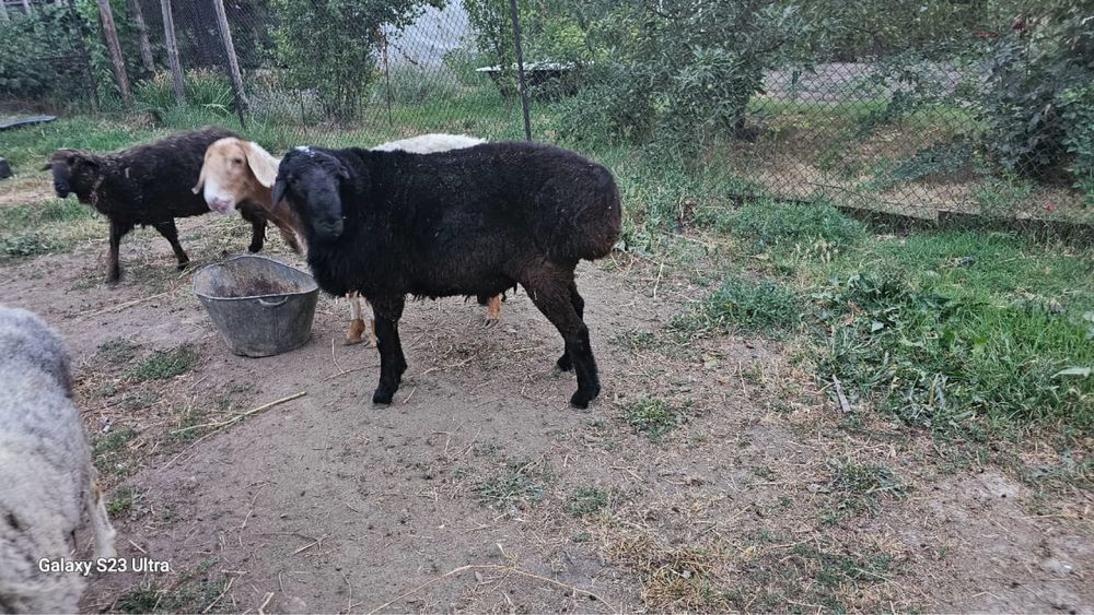Продам барашков, кошкарик и матки
