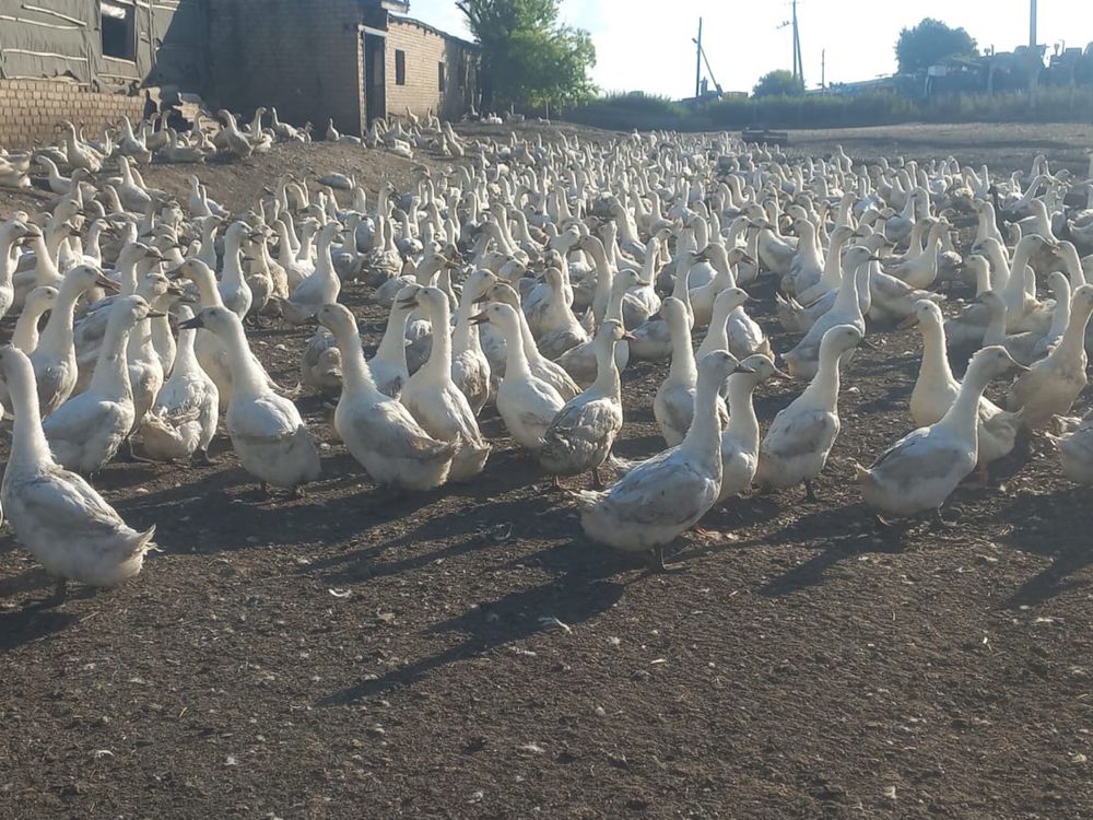 Белые утки кордай