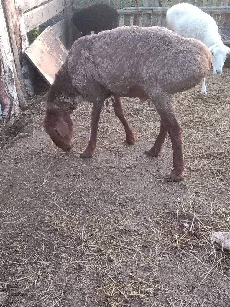 Продам КОШКАРА на плм