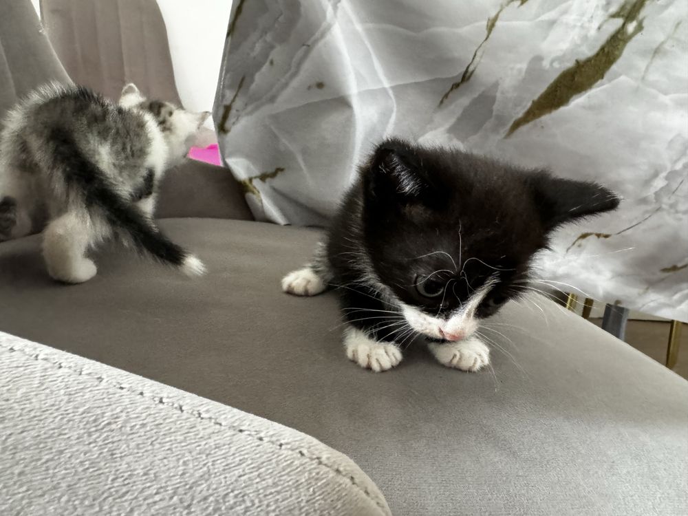 Котенок комочек счастья