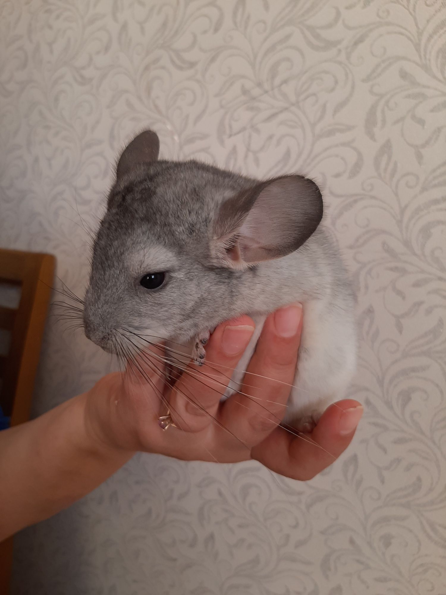 Продам породистого шиншиллёнка