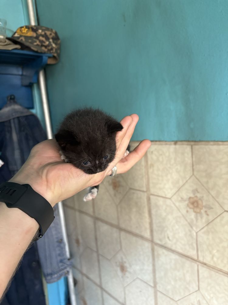 Продам красивых котят