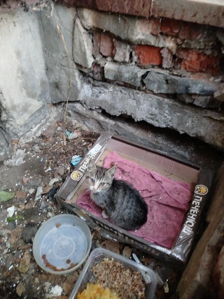 Котята бездомные