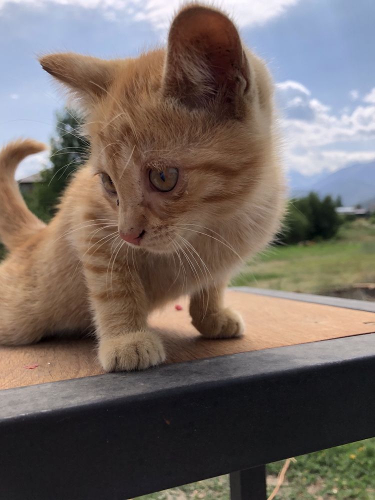 Котята бесплатно