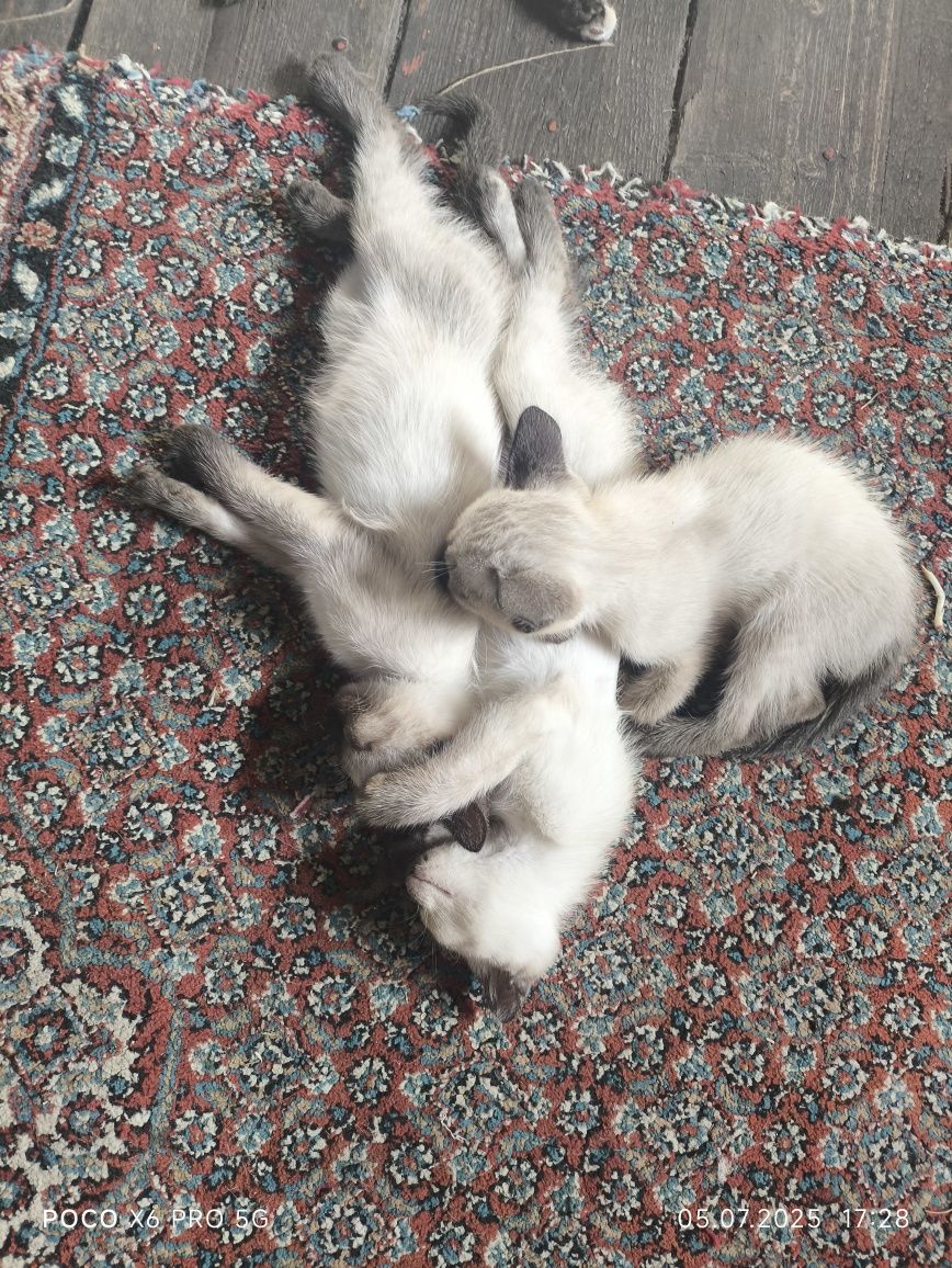 Отдам котят в хорошие руки