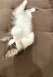 Котенок в хорошие руки