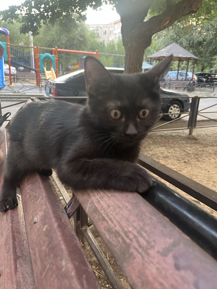 Отдам котят в добрые руки
