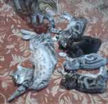 Продаются котята