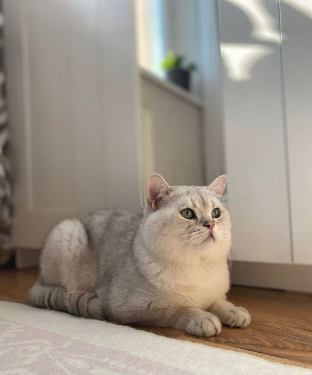 Вязка, случка, кота не продажа котят! Шикарный опытный кот