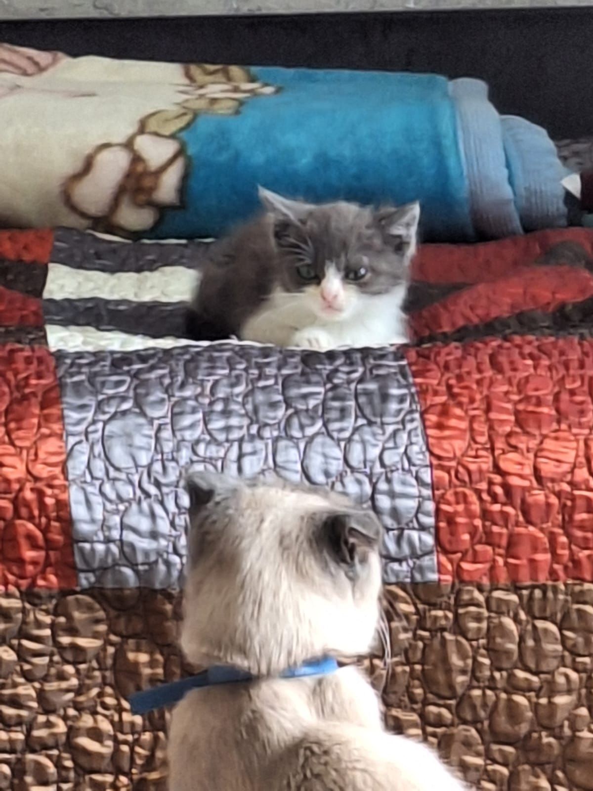 Котёнок девочка 2.5 месяцев мкр.Алгабас