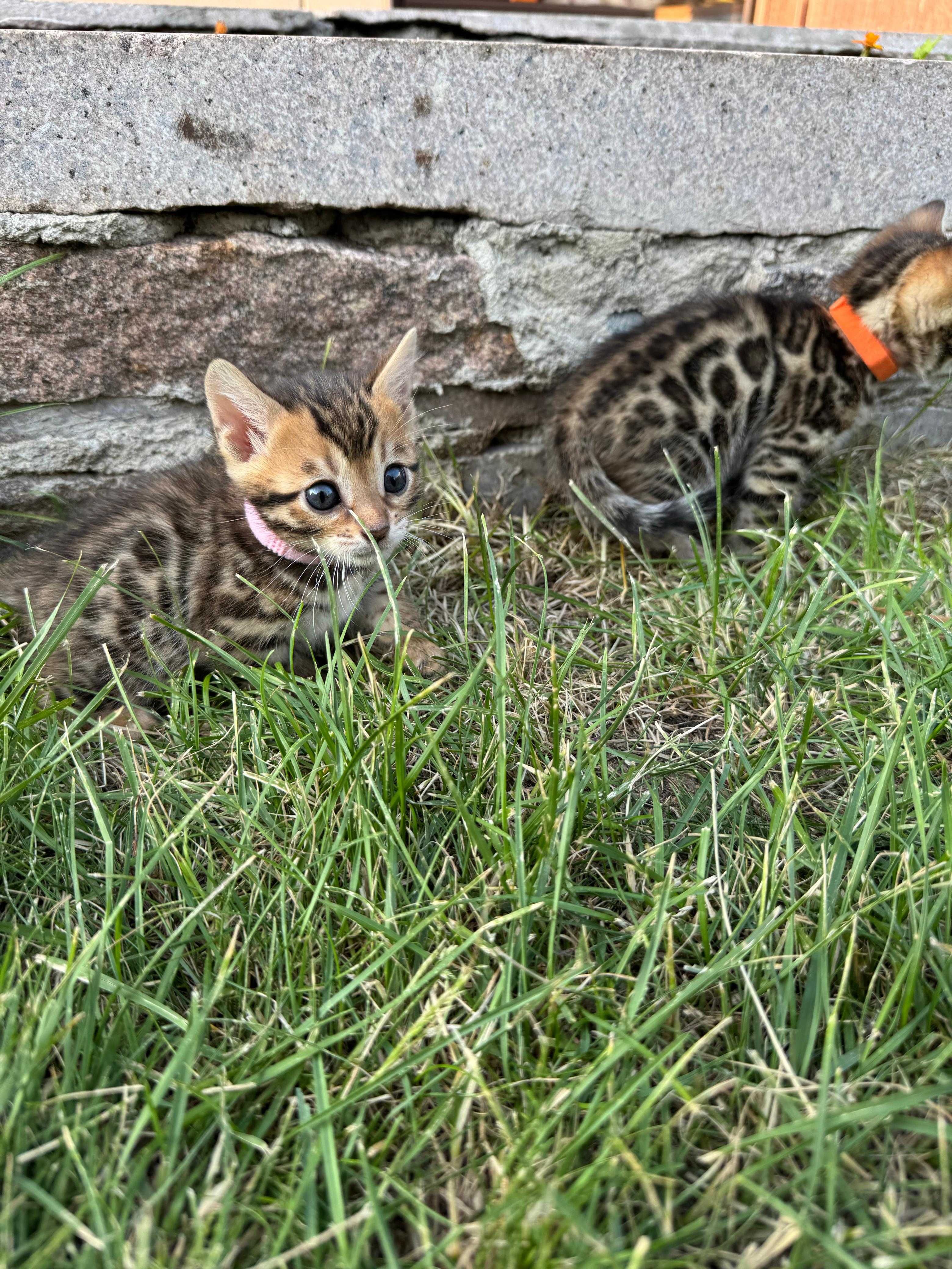 Продам бенгальских котят