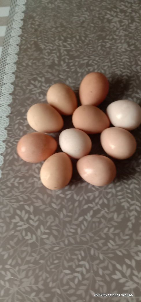 Продам пищевое яйцо цесарки
