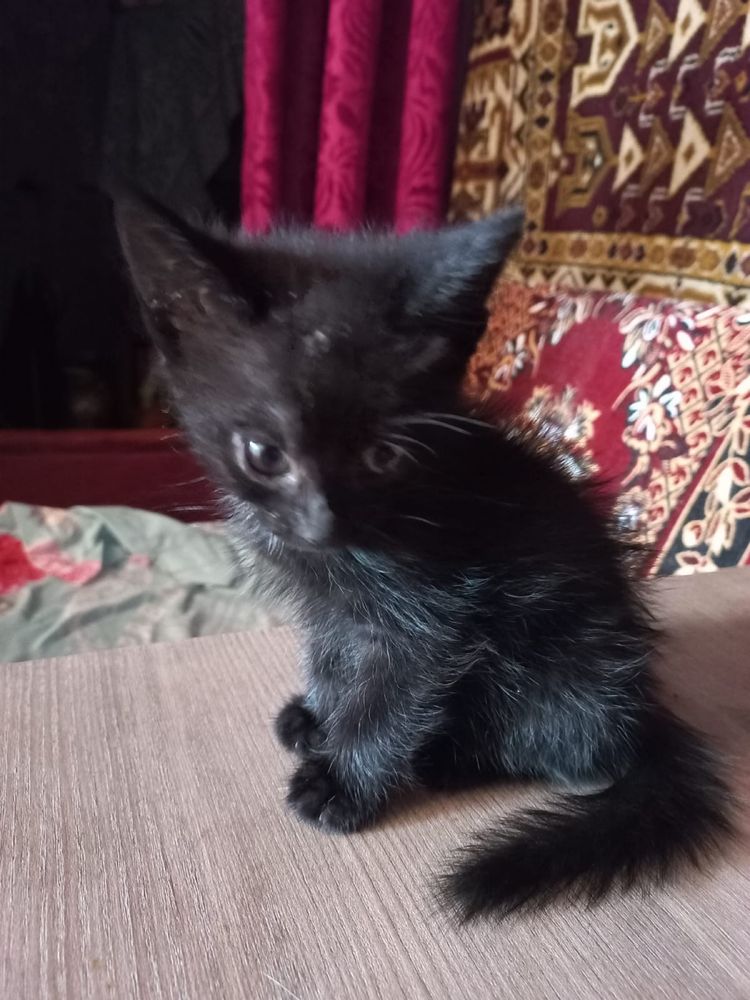 Отдам в добрые руки двух котят