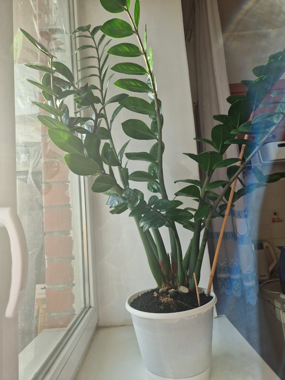 Срочно продам ЗAМИАКУЛЬКАС БОЛЬШОЙ (доллар. дерево) 2 шт, Горшок керам