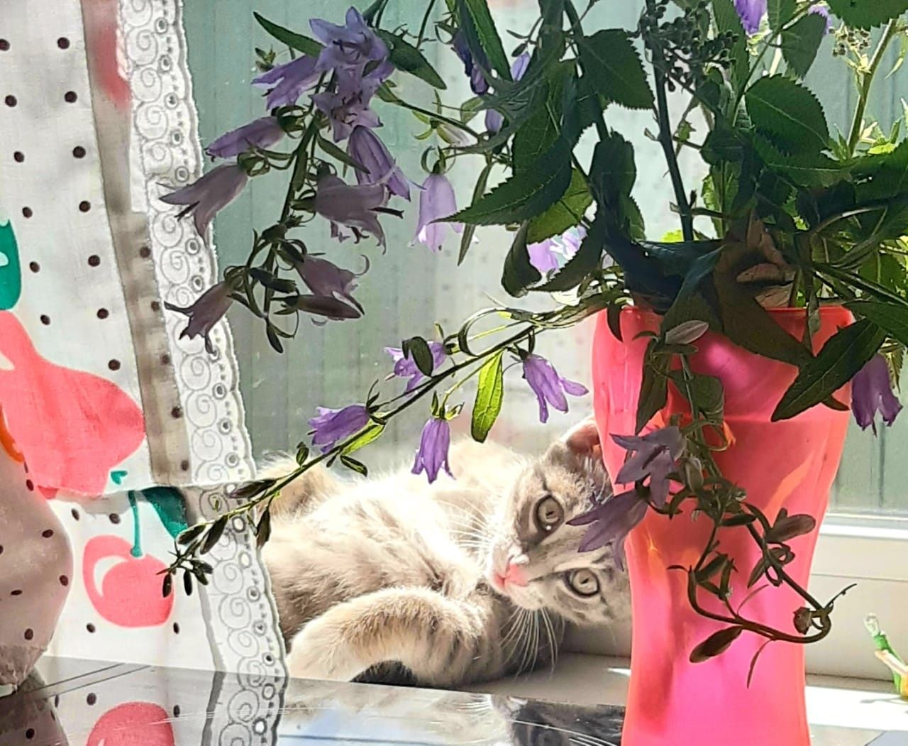 Кошечка, третий месяц