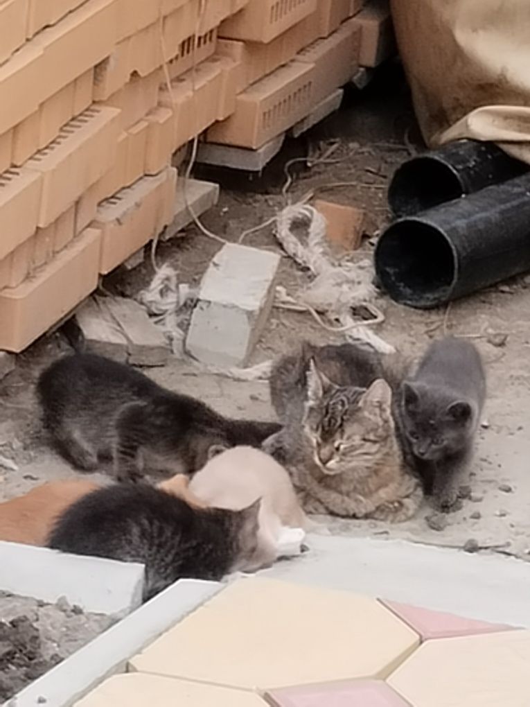 Бесплатно отдам милых котят в добрые руки ,