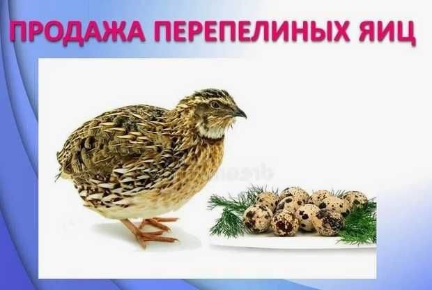 Яйца перепёлок, перепелиные яйца свежие 25 тнг. шт