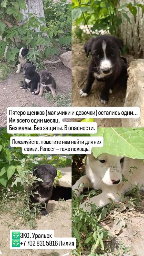 Срочно щенята ищут дом