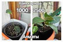 Хойя карноза, кримсон квин.