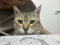 Кот игривый мальчик ласковый акылды мысык