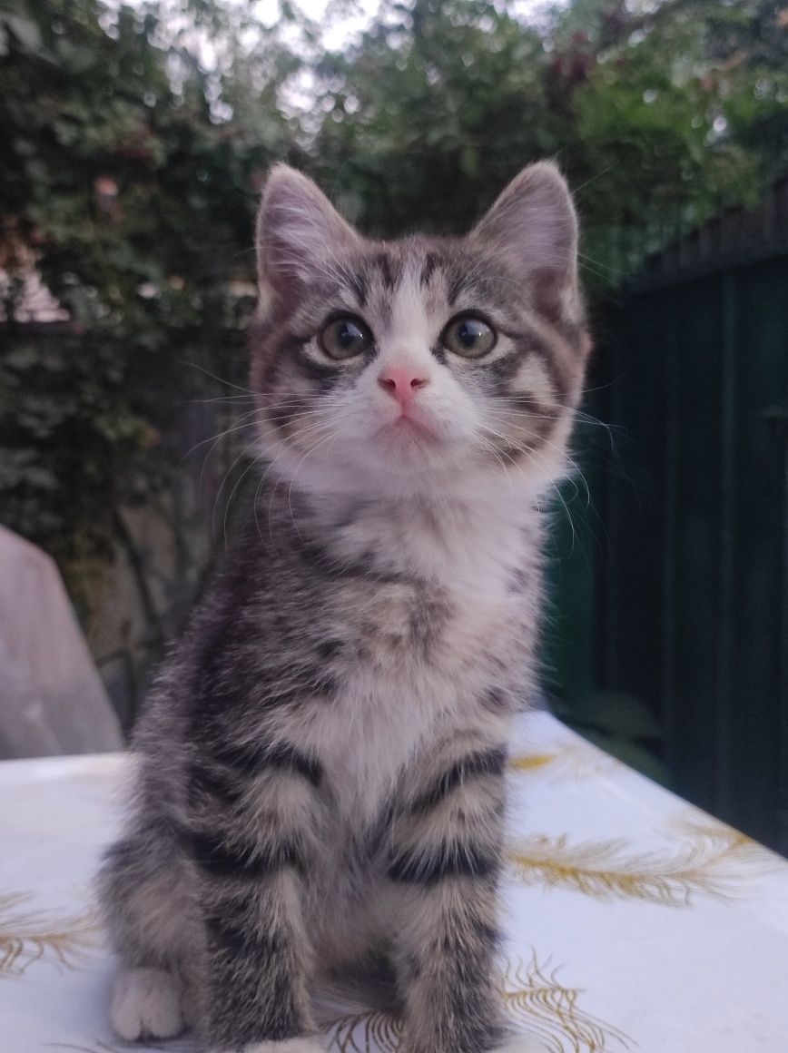 отдам котят срочно!!!