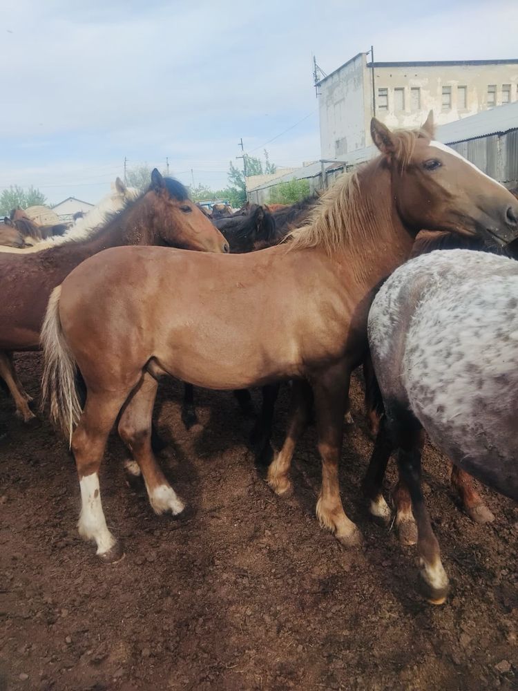 Продам лошадей с откорма ,молодняк .