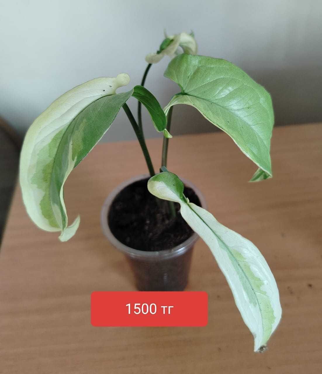 Продам комнатные растения