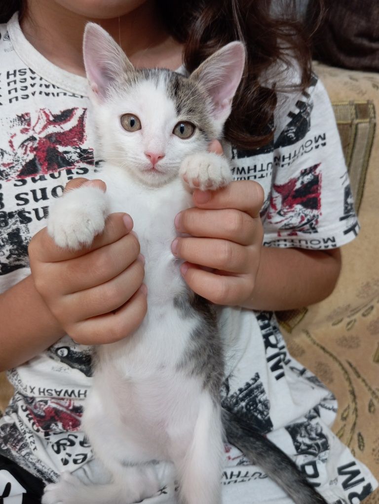 Отдам котенка мальчика в добрые руки 2 месяца