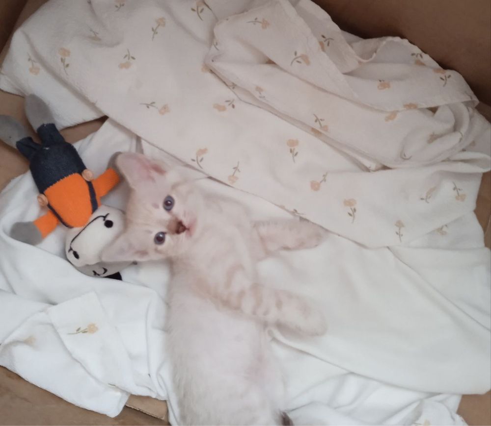Продаем кота породистого красивого