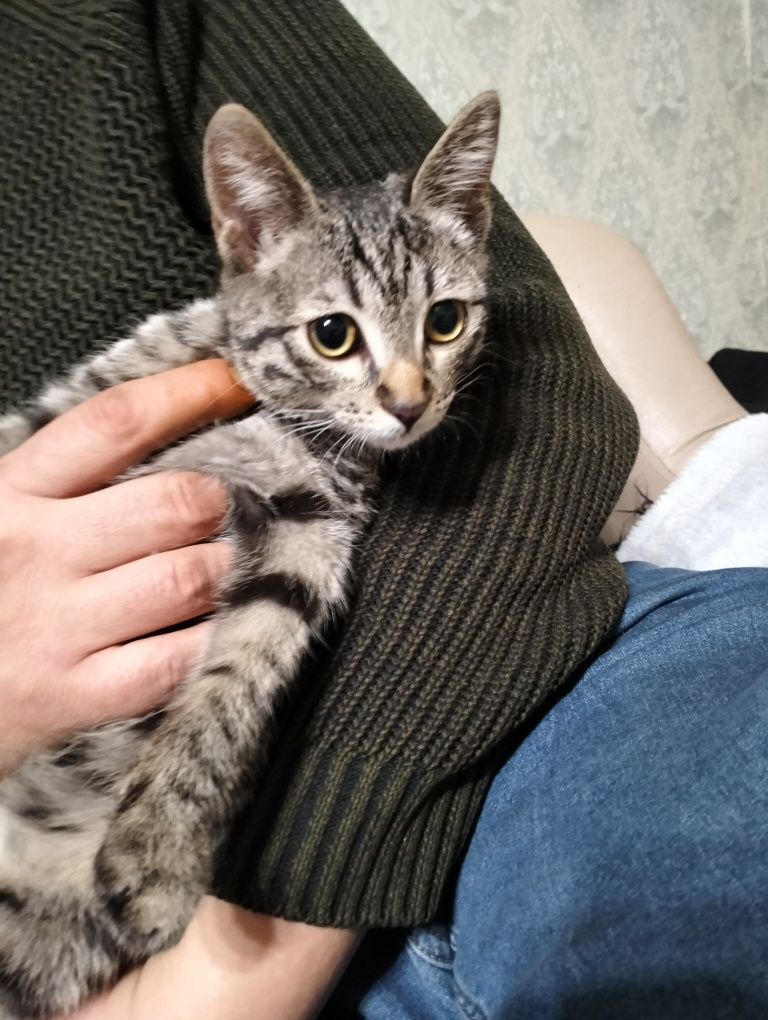 Отдам котика в добрые руки.