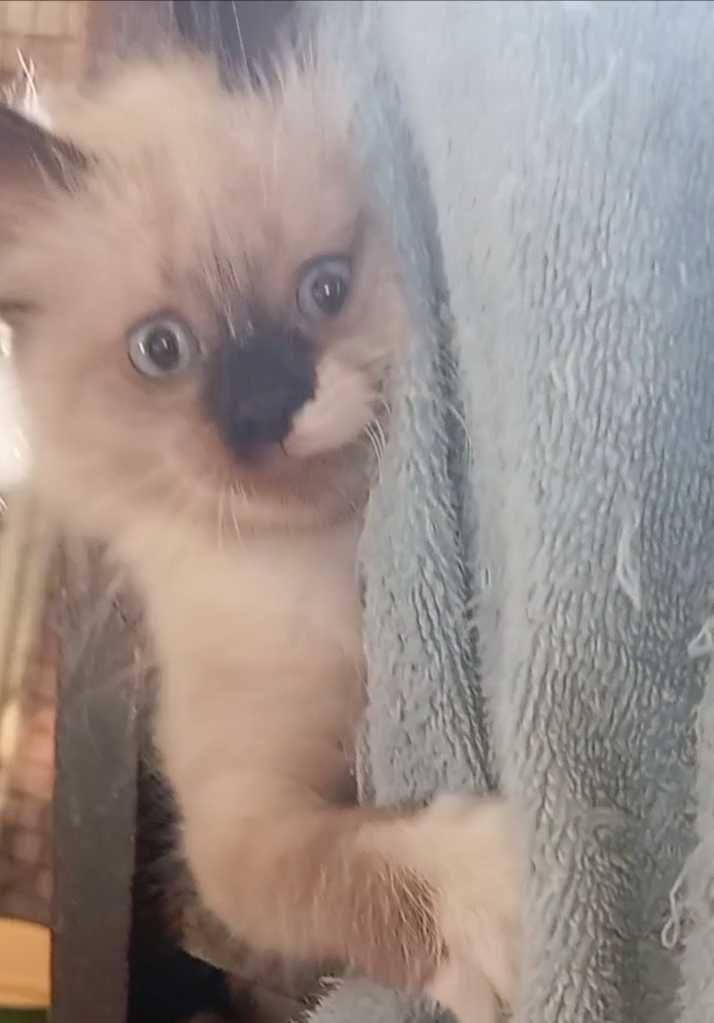 Котята 2 месяца: кошечка и котик